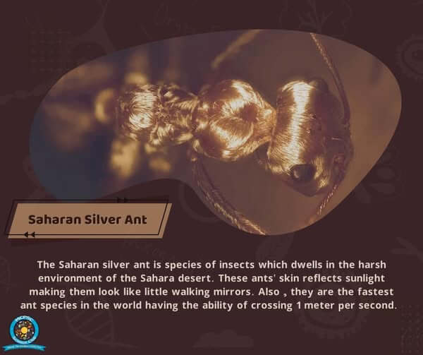 Saharan Silver Ant
