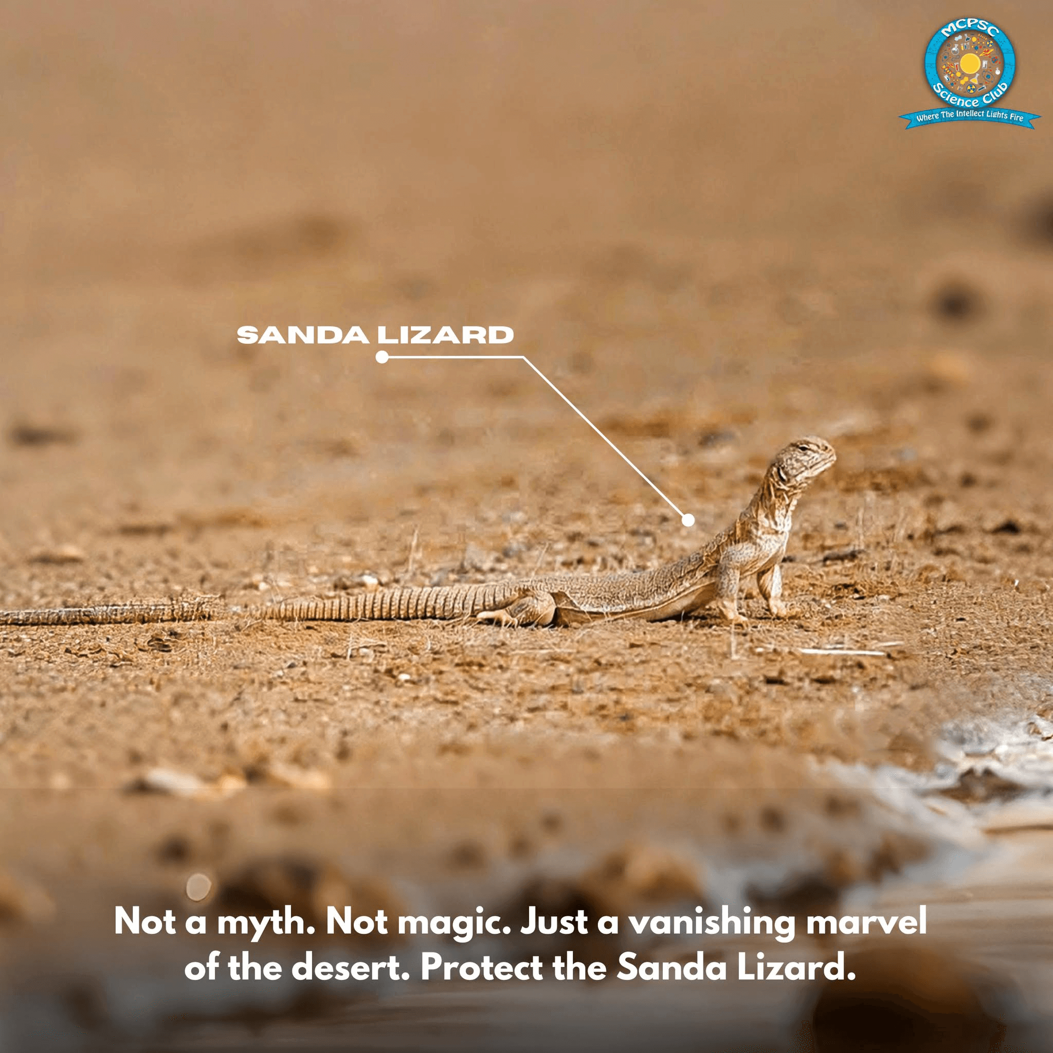 Sanda Lizard: The small and spiny inhabitant of the desert